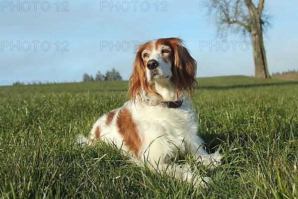 Hunting dog Irish Setter