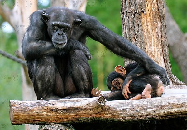 Western chimpanzee