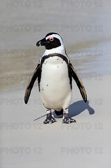 African penguin