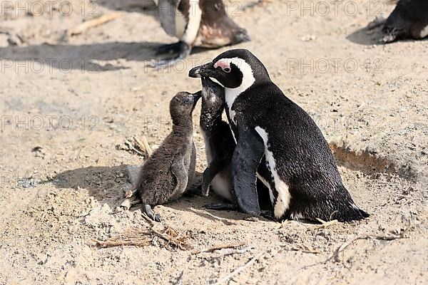 African penguin