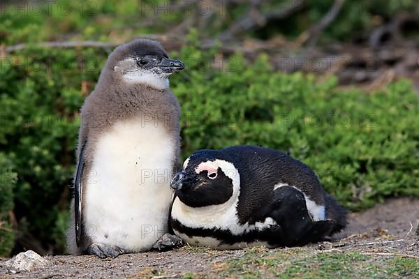 African penguin