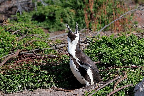 African penguin