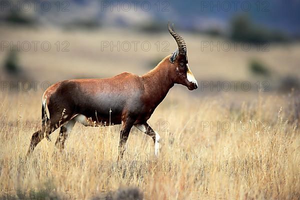 Bontebok