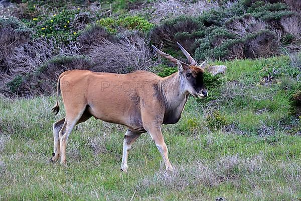 Common eland