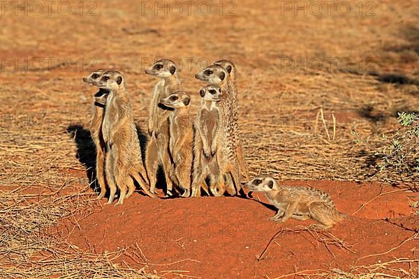 Meerkats