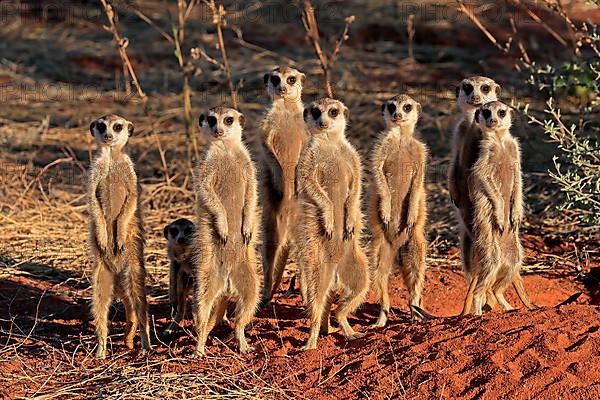 Meerkats