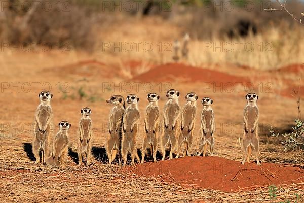 Meerkats