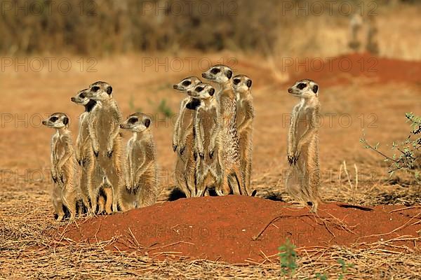 Meerkats