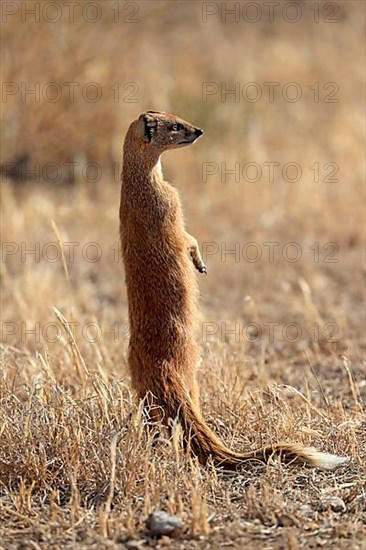 Yellow mongoose