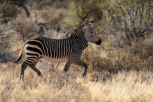 Cape Mountain Zebra