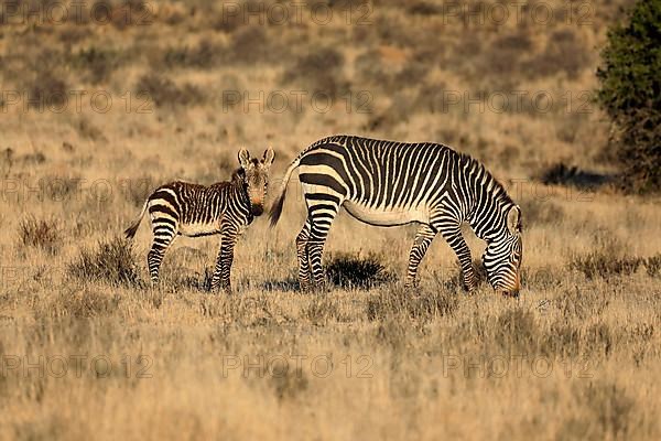 Cape Mountain Zebra