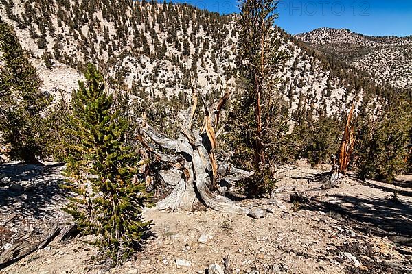 Hiking trail between longleaf pines