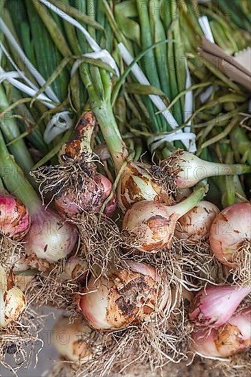 Market sale common onions