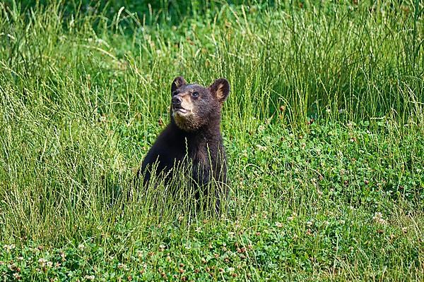 Black bear