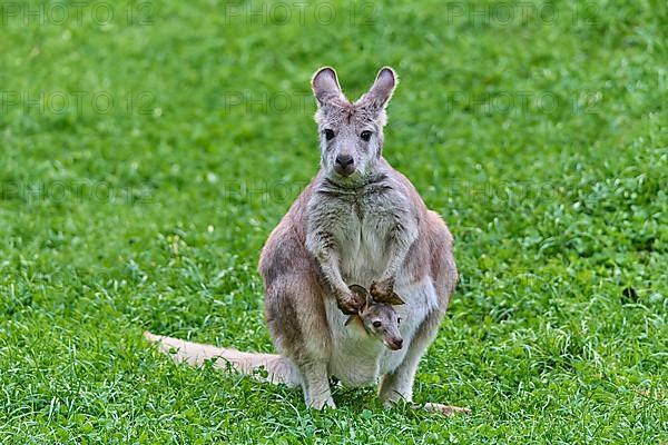 Common Wallaroo