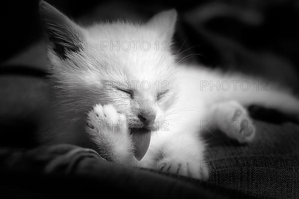 White kitten