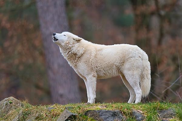 Arctic wolf