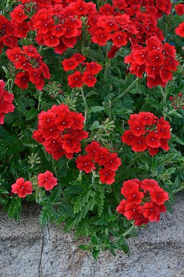 Flowering verbena