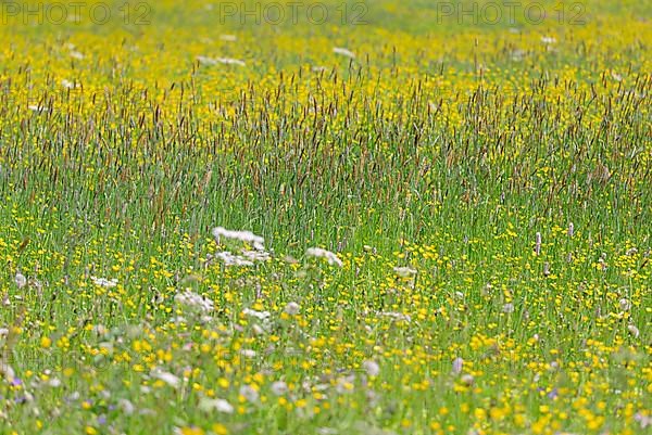 Mountain meadow with wildflowers