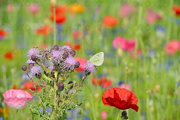 Flowering strip