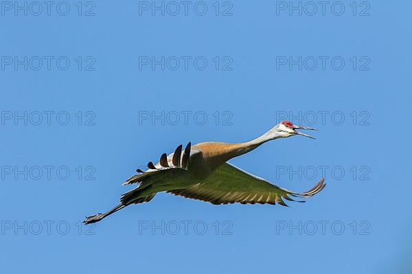 Sandhill crane