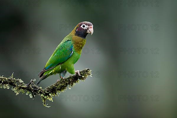 Brown-hooded parrot