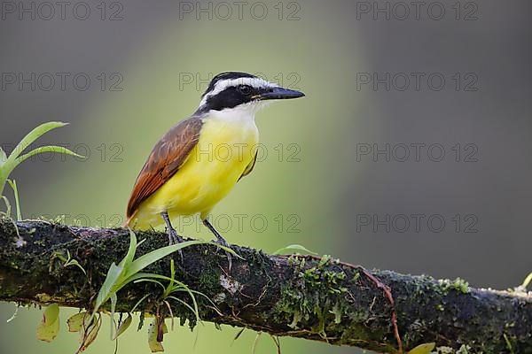 Great kiskadee