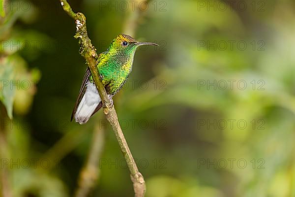 Coppery-headed emerald