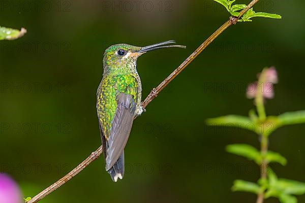 Green-crowned brilliant