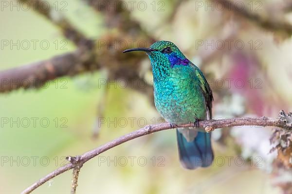 Mexican violetear