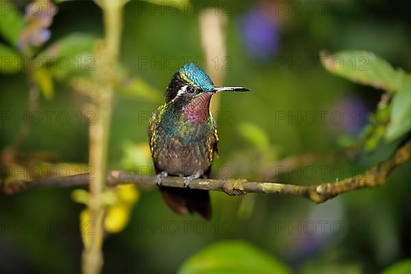 Purple-throated nymph