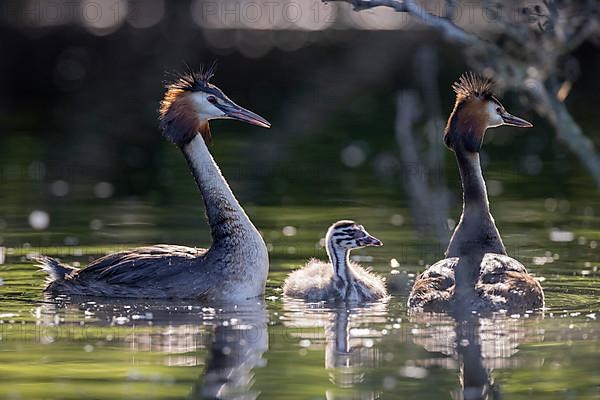 Great Crested Grebe