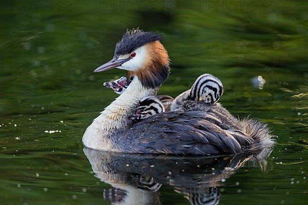 Great Crested Grebe