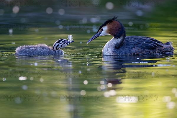 Great Crested Grebe