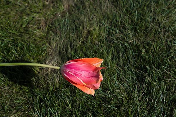 Fresh tulip of orange color in nature in spring time