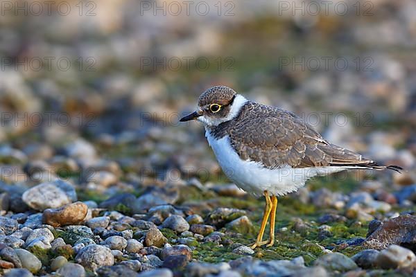 Little Ringed Plover