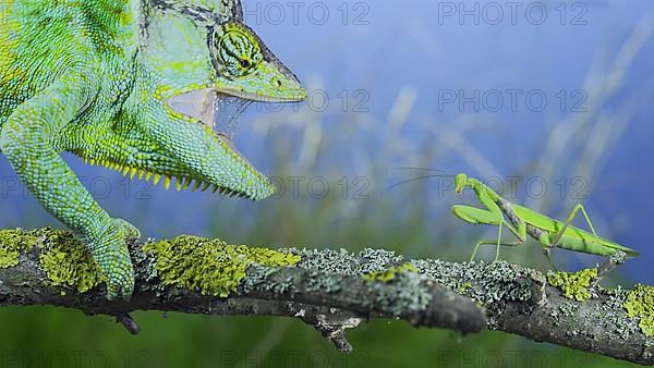 Close-up of mature Veiled chameleon