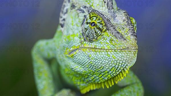 Close-up frontal portrait of adult green Veiled chameleon