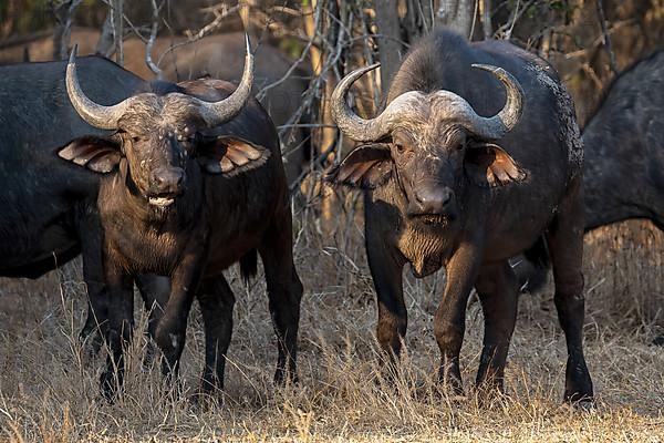 African buffalo