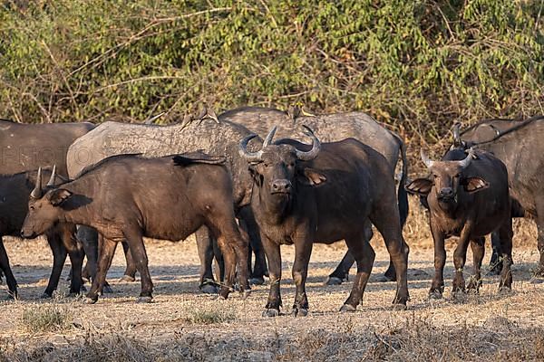 African buffalo