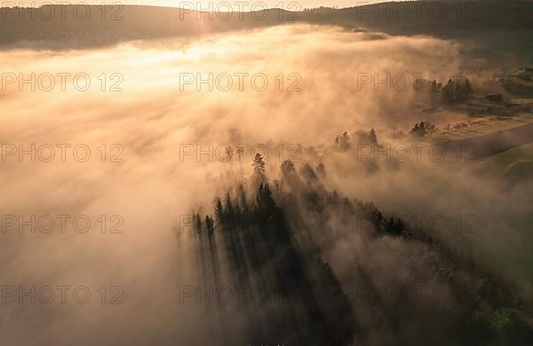 Individual trees break through the fog over the forest at sunrise