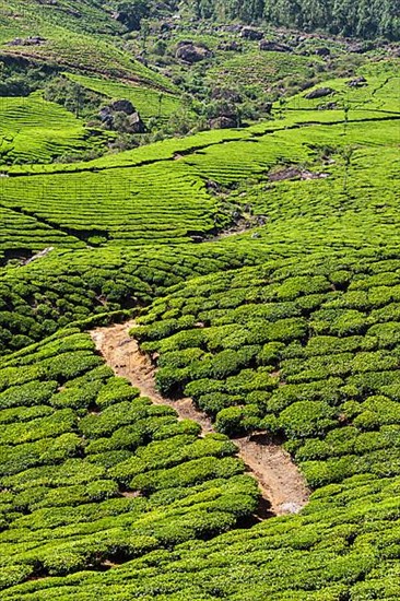 Kerala India travel background