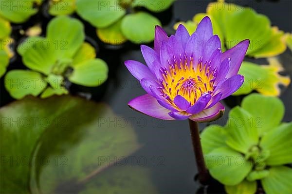 Purple lotus in pond close up