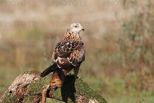 Red Kite