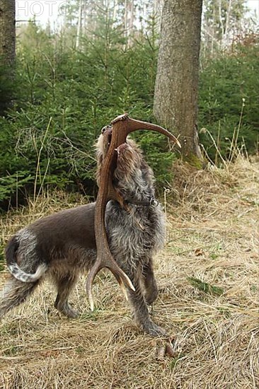 Hunting dog Griffon retrieves red deer