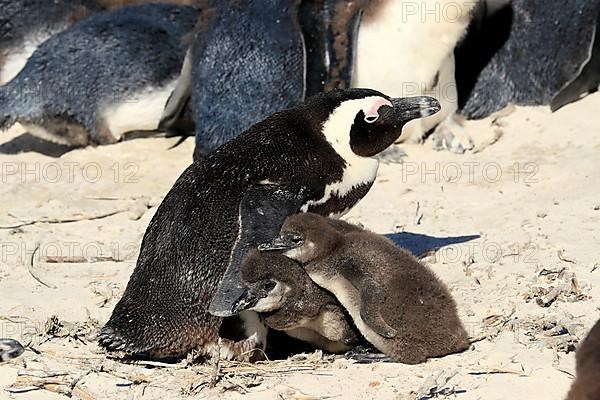 African penguin