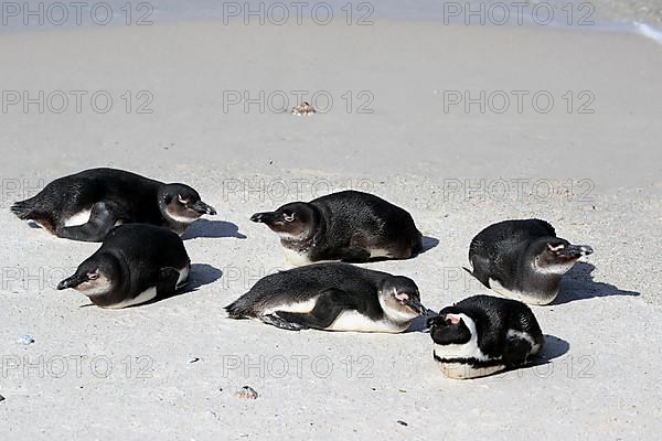 African penguin