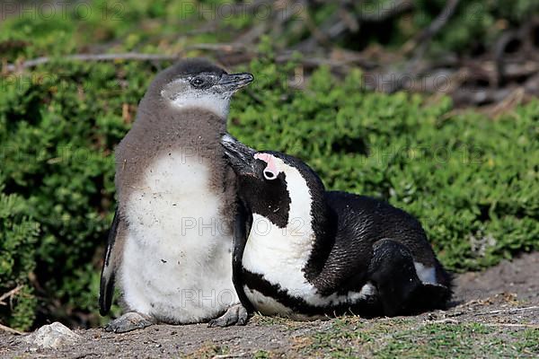 African penguin