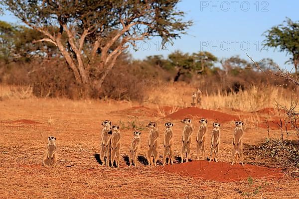 Meerkats