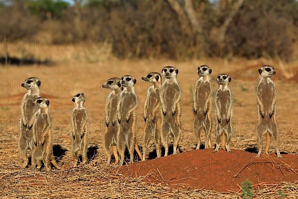 Meerkats